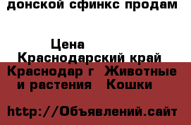 донской сфинкс продам › Цена ­ 5 000 - Краснодарский край, Краснодар г. Животные и растения » Кошки   